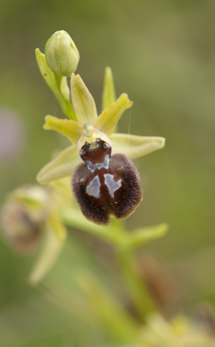 ophrys pseudoatrata in Lucania